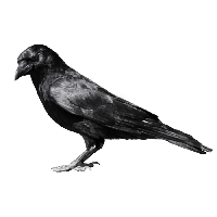 Crow Png Image PNG