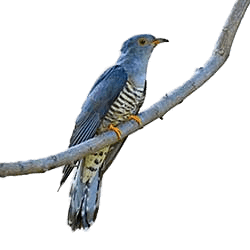 Cuckoo Transparent PNG Image