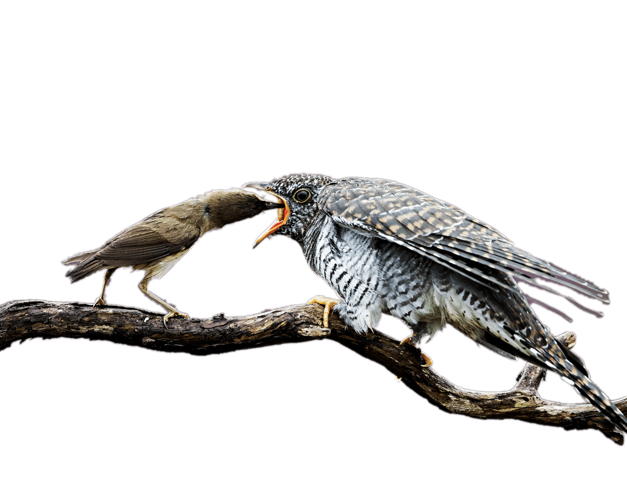 Cuckoo Transparent PNG Image