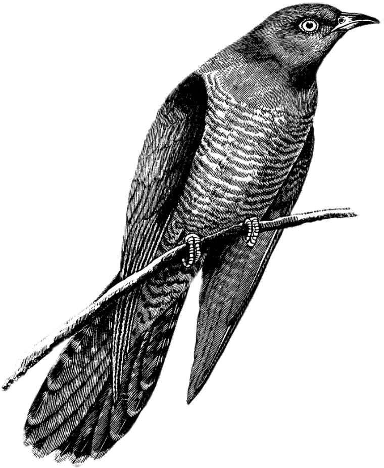 Cuckoo Transparent PNG Image