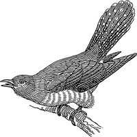 Cuckoo PNG