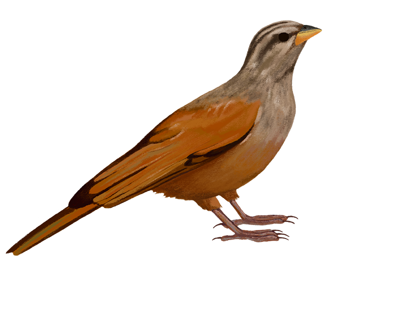 Cuckoo Transparent PNG Image