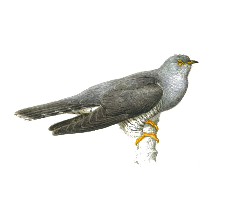Cuckoo Transparent PNG Image