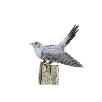 Cuckoo PNG