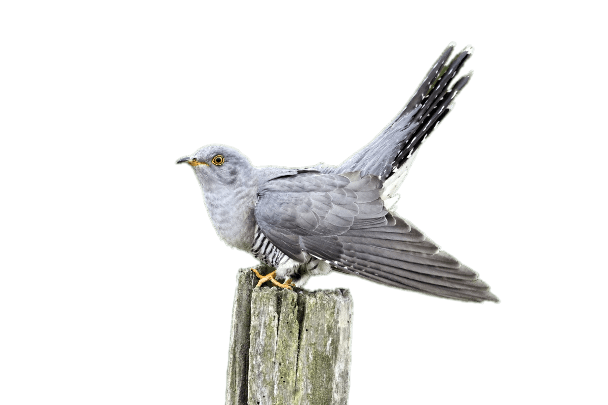 Cuckoo Transparent PNG Image