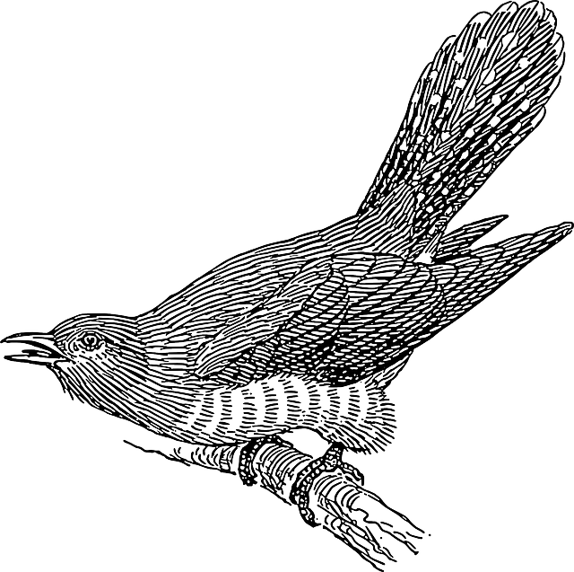 Cuckoo Transparent PNG Image