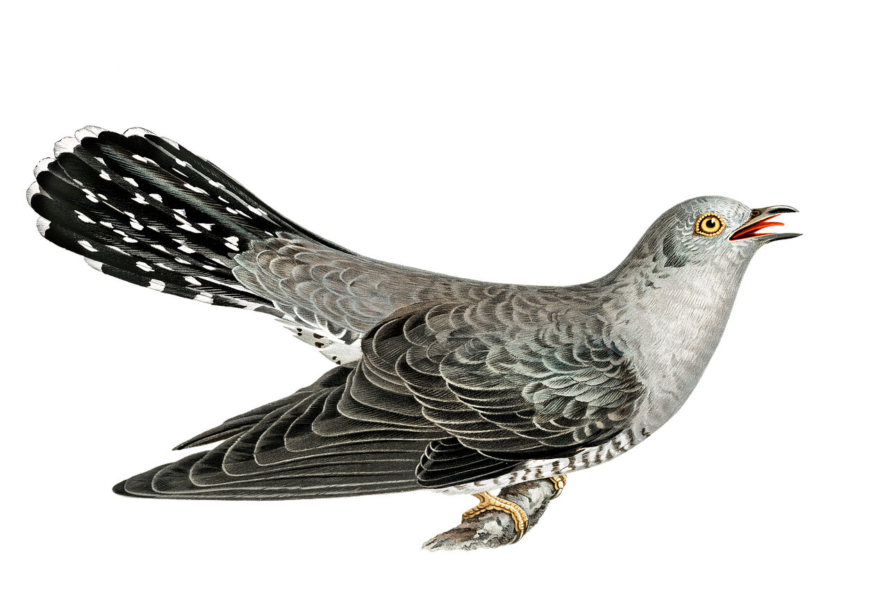 Cuckoo Transparent PNG Image