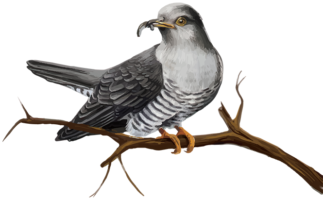 Cuckoo Transparent PNG Image