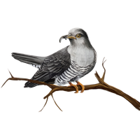 Cuckoo PNG