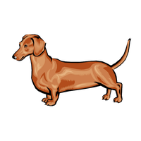 Dachshund PNG