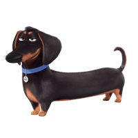 Dachshund PNG