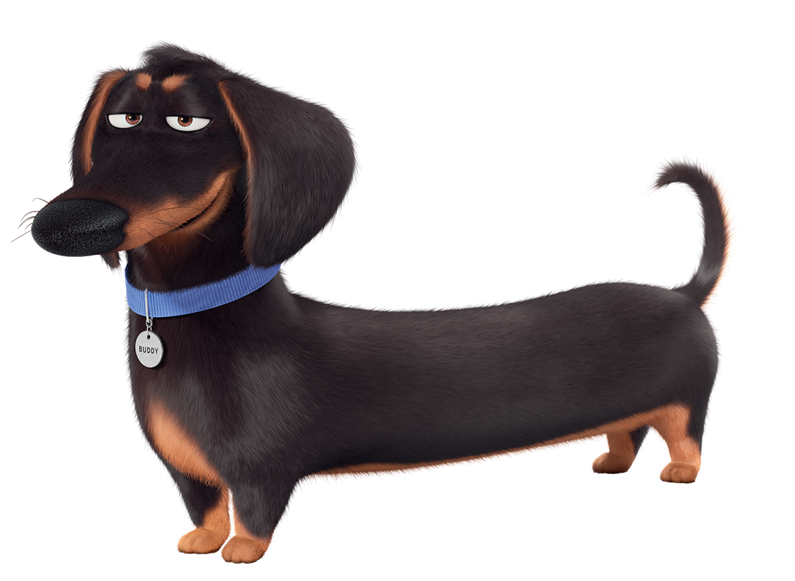 Dachshund Transparent PNG Image