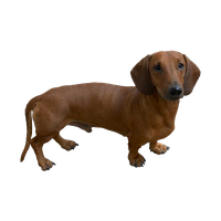 Dachshund PNG