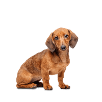Dachshund PNG