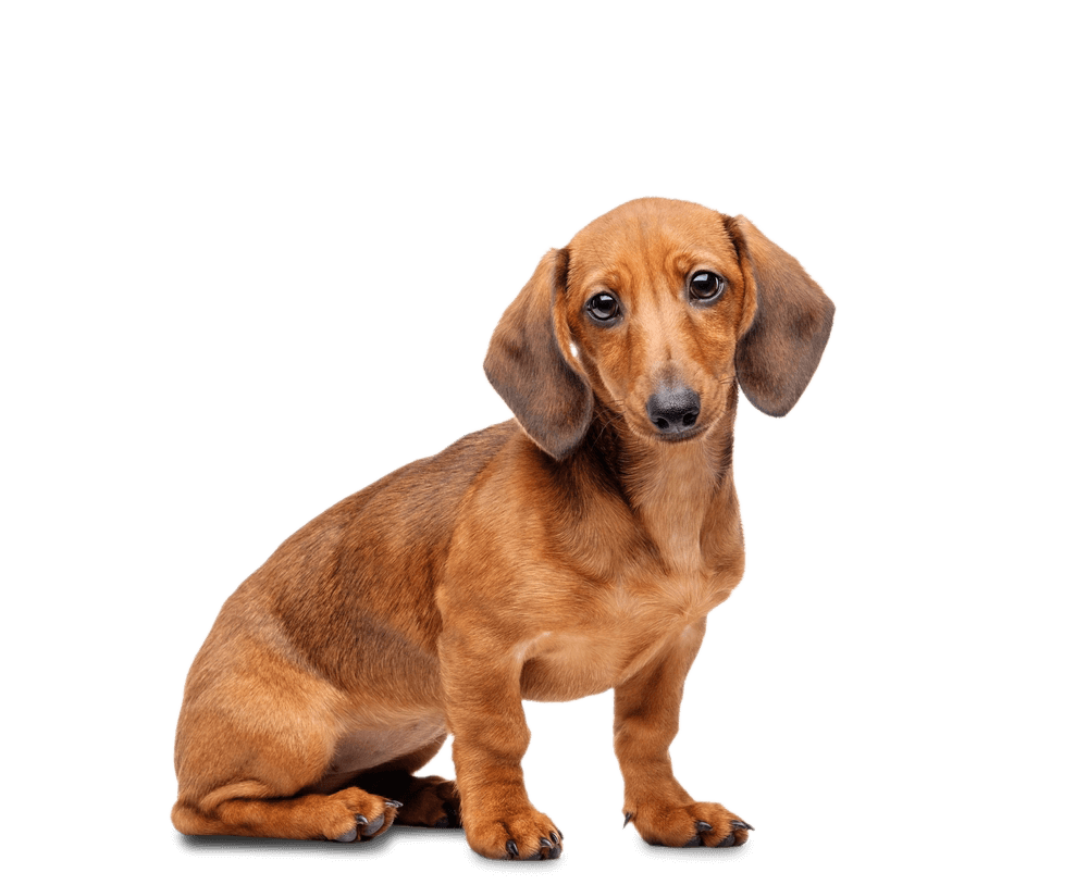 Dachshund Transparent PNG Image
