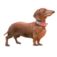 Dachshund PNG