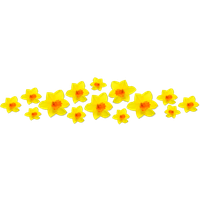 Daffodils Png Image PNG Image