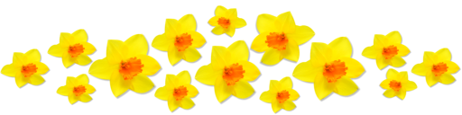 Daffodils Png Image PNG Image