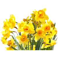 Daffodils Png File PNG Image