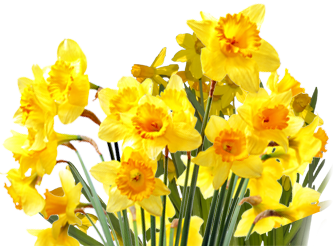 Daffodils Png File PNG Image