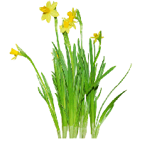 Daffodils Png Clipart PNG Image