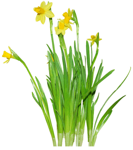 Daffodils Png Clipart PNG Image