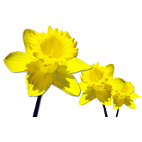 Daffodils Free Download Png PNG Image