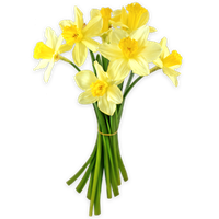 Daffodils Png PNG Image