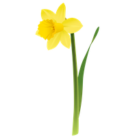 Daffodils Free Png Image Transparent HQ PNG Download | FreePNGImg