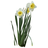 Download Daffodils Transparent HQ PNG Image | FreePNGImg