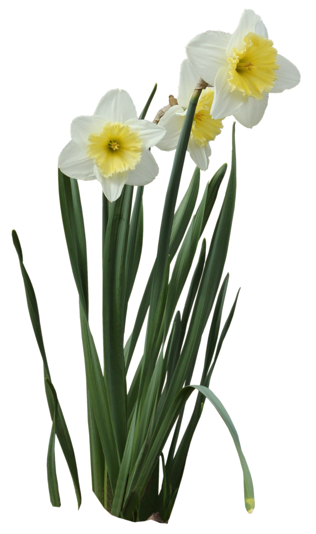 Daffodils Picture Transparent PNG Image