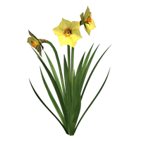 Daffodils Free Png Image PNG Image