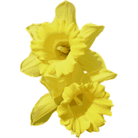 Daffodils Transparent PNG Image