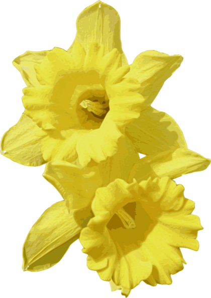 Daffodils Transparent PNG Image