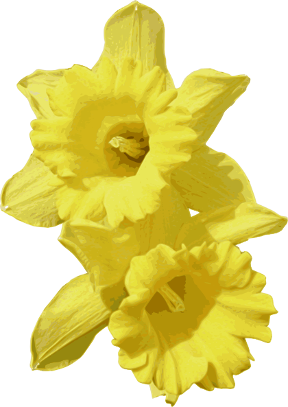 Daffodils Transparent Transparent PNG Image