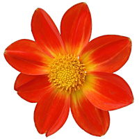 Dahlia Png File PNG Image