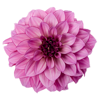 Dahlia Free Download Png PNG Image