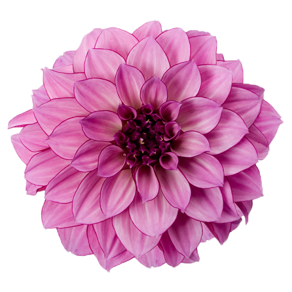 Dahlia Free Download Png PNG Image