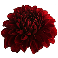 Dahlia Png Hd PNG Image