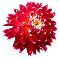 Dahlia Picture PNG Image