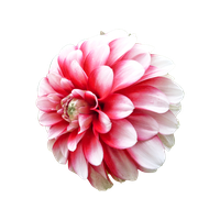 Dahlia Png Picture PNG Image