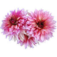 Dahlia Png Image PNG Image