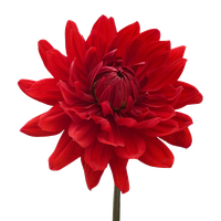 Dahlia Download Png PNG Image