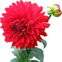 Dahlia Free Png Image PNG Image