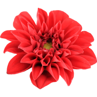 Dahlia Transparent PNG Image