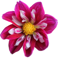 Dahlia Png Clipart PNG Image