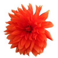 Dahlia Png Pic PNG Image