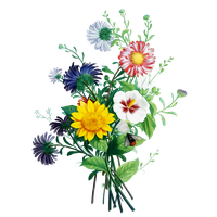 Bouquet Bride Plant Flower Chrysanths Free Transparent Image HQ PNG Image