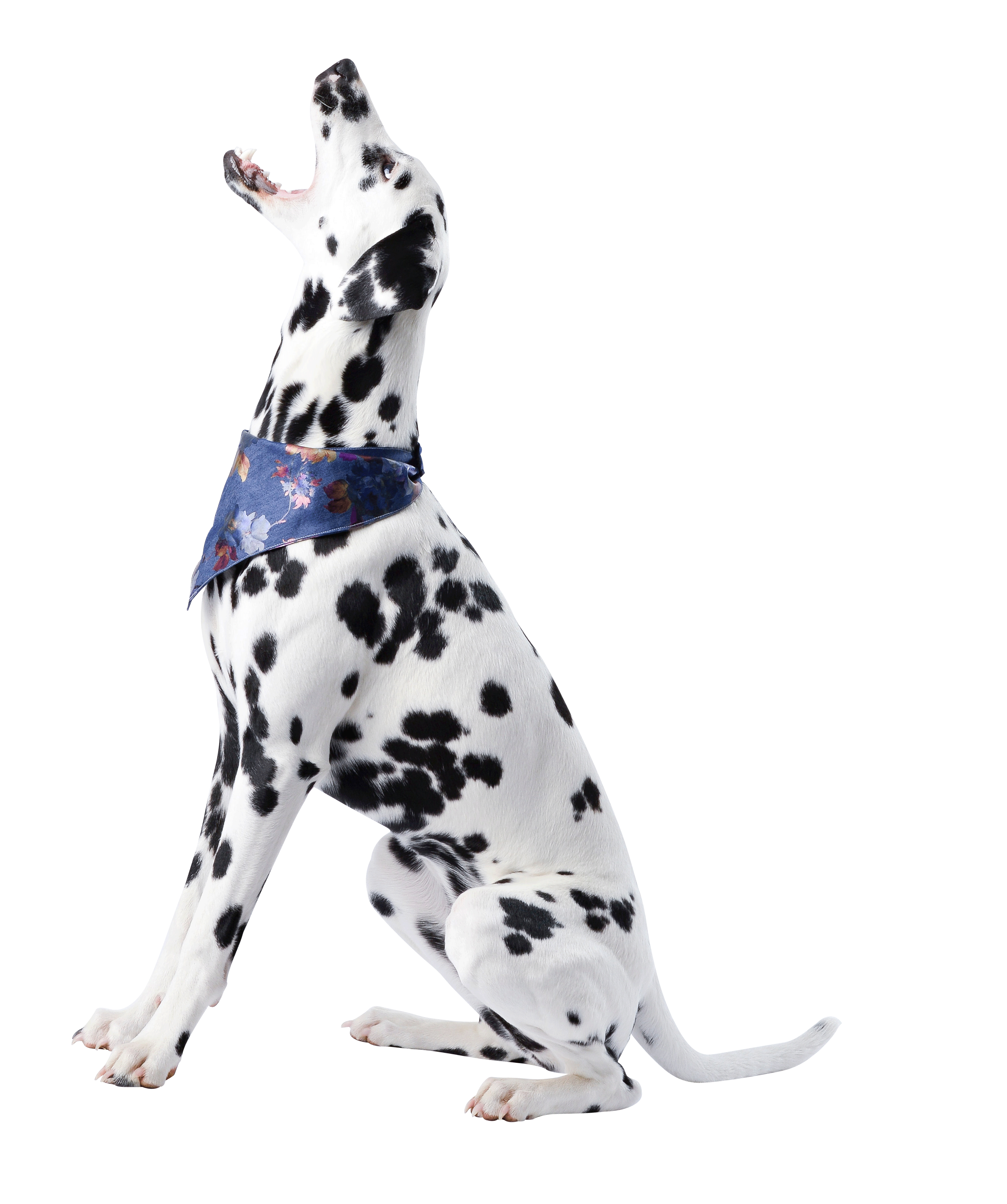 Dalmatian Transparent PNG Image