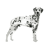 Dalmatian Transparent PNG Image